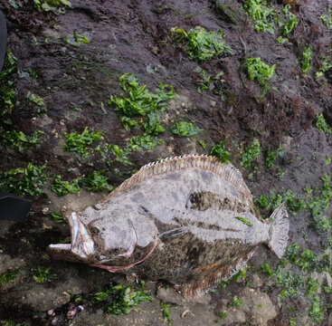 flounder fish lenguado pescado fuera del agua