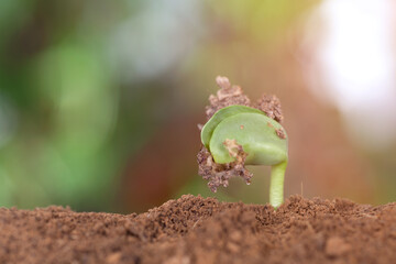 New sprouts emerging from the soil in the beginning of spring