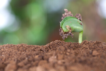 New sprouts emerging from the soil in the beginning of spring