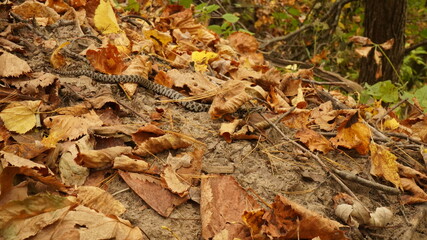 snake in the leaves