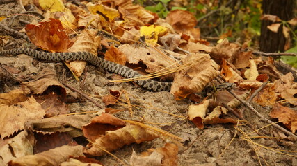 snake on the ground