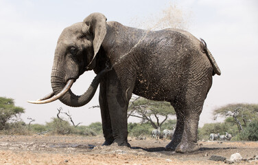 A close up of a single large Elephant (Loxodonta africana) at a water hole in Kenya.	