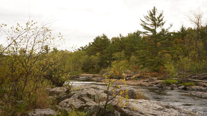 grass on the bank of the river