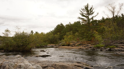 river in the woods