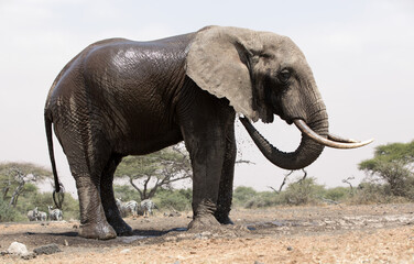 A close up of a single large Elephant (Loxodonta africana) at a water hole in Kenya.	