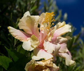 Fototapeta na wymiar Showy cream and pale pink double evergreen hibiscus blooming in early winter with large petals contrasted against green foliage ads tropical charm to an urban garden.