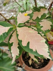 Bi-colored leaves with colors that have natural ingredients. Very beautiful