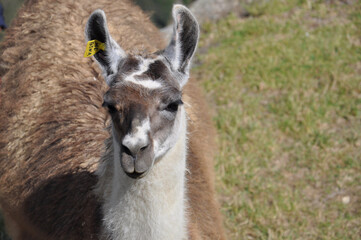 Obraz premium Closeup view of one of the resident llamas that live on the grounds of Machu Picchu