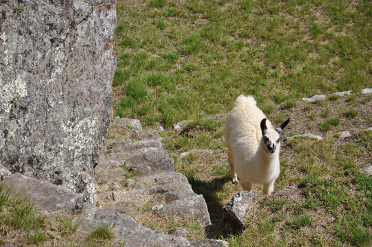 Cute llamas that live on the grounds of the ancient Incan city of Machu Picchu in Peru