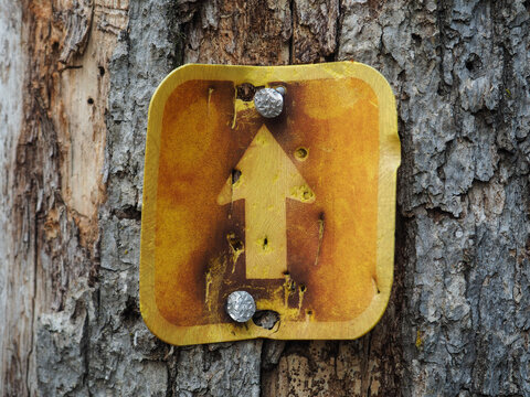 Old rustic up arrow nailed to tree bark