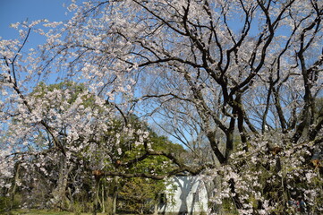 満開の桜（東京）
