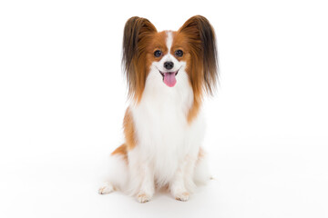 Papillon on white background