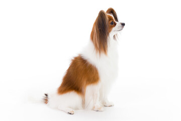 Papillon on white background