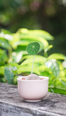 Stephania erecta, Nice little plant on white flower pot