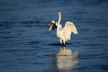 Fototapeta premium Great Egret, scientific name Ardea alba