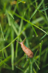 slug in the grass 