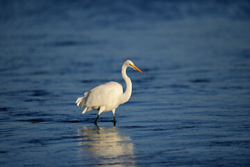Fototapeta na wymiar Great Egret, scientific name Ardea alba