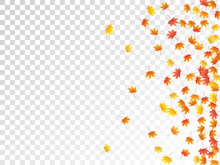 Maple leaves vector illustration, autumn foliage on transparent background.