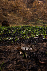 Vegetação se recuperando após queimada em Minas Gerais, Brasil