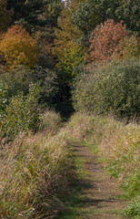 Fototapeta na wymiar Soft colorful foliage and grasses along a trail into a forest in autumn.