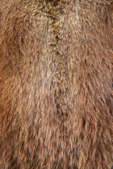 Brown bear Ursus arctos fur texture