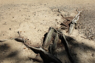 草一本生えていない地面に露出している木の根
