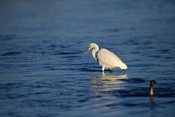 Great Egret, scientific name Ardea alba