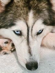The face and eyes of the purebred dog