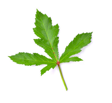 okra leaf on white background