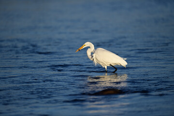 Great Egret, scientific name Ardea alba