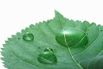 新緑の葉と水滴