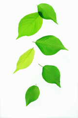 Fototapeta premium 新緑