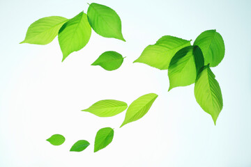 Fototapeta premium 新緑