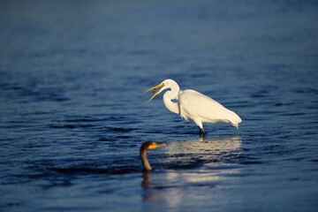 Great Egret, scientific name Ardea alba