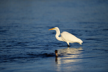 Fototapeta na wymiar Great Egret, scientific name Ardea alba