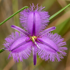Fringe Lily (Thysanotus tuberosus) unfurling. This little wildflower is native to South Eastern...