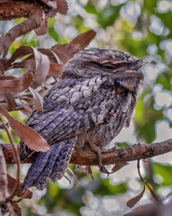 Tawny Frogmouth (Podargus strigoides) perched in a tree - native to Australia 