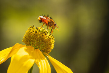 Orange fly on yellow flower