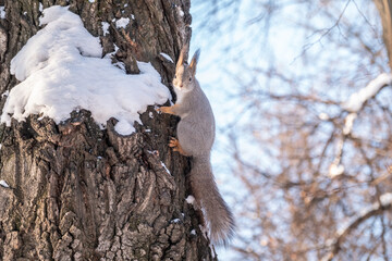 Squirrel in winter sits on a tree trunk with snow in winter.