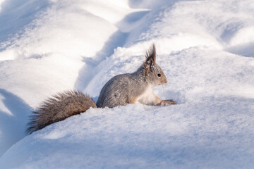 Squirrel hides nuts in the white snow in winter