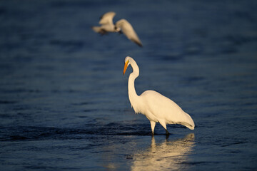 Great Egret, scientific name Ardea alba