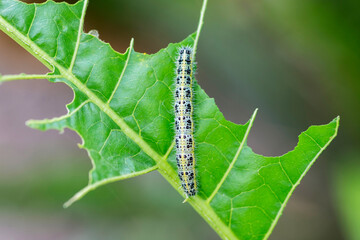 Cabbage White Caterpillar. Close up of Cabbage White Caterpillar eating holes in cabbage leaf