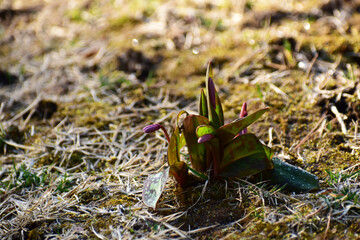 地面から顔を出したカタクリ