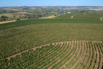 Fototapeta na wymiar aerial view of green coffee field in Brazil