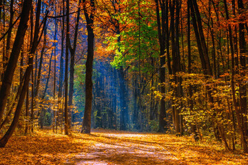 Alley in the sunny autumn park at foggy morning