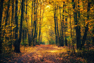 Pathway in the bright autumn park