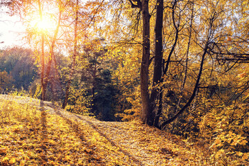 Bright trees in sunny autumn park