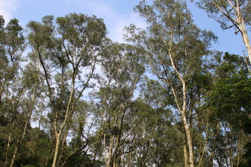 Beautiful big trees in Shing Mun Reservoir, New Territories, Hong Kong