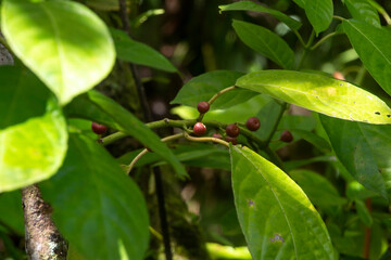 Fototapeta premium Planta de café, frutos verdes, hojas, close-up