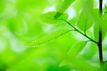 新緑